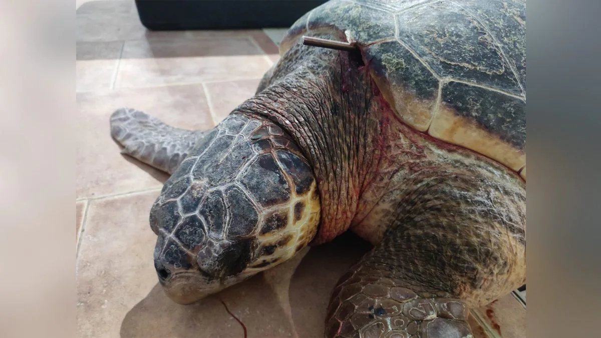 Tortue marine blessée dans les Pouilles avec une arbalète : la hampe coincée entre le cou et la carapace 2 Crédit : Sea Turtle Recovery Center - Calimera / Facebook