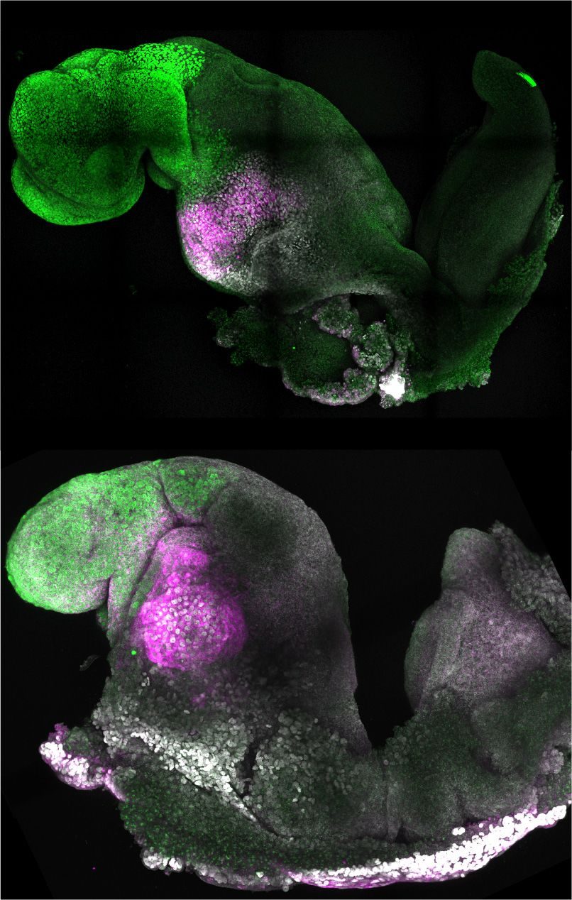 Un embryon naturel de souris (en haut) et un embryon synthétique (en bas) : la comparaison montre une formation cérébrale et cardiaque comparable / Crédit : Amadei et Handford, Université de Cambridge