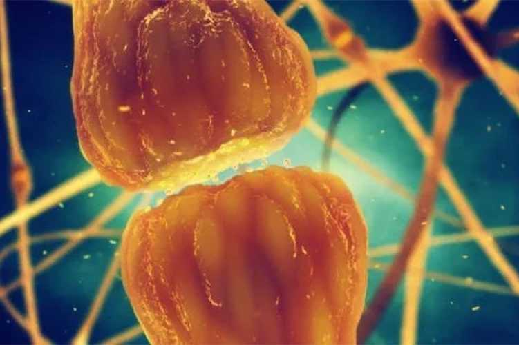 Un message secret entre la graisse et le cerveau contrôle notre tissu adipeux 1 Un Message Secret Entre La Graisse Et Le Cerveau Contrôle