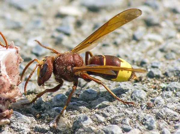 Qu'est-ce que la Vespa orientalis et comment la reconnaître, le frelon injustement défini comme extraterrestre et envahissant 3 Vespa orientalis. Crédit : pixabay