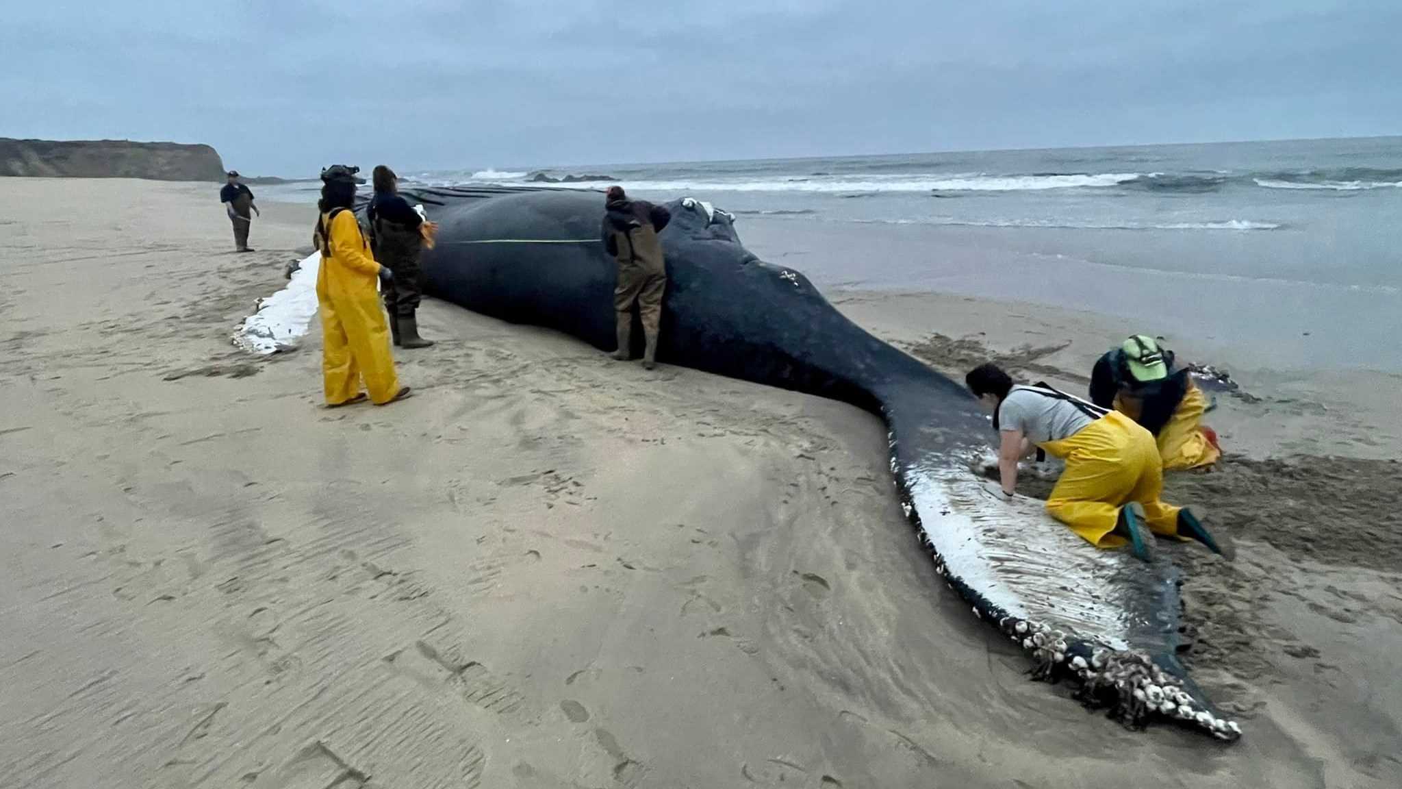 Adieu Fran, Mère Baleine à Bosse Tuée Par Un Navire