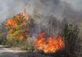 Cet été, les incendies ont dévoré 425 000 hectares de forêts dans l'UE : les pays les plus touchés 1 Cet été, Les Incendies Ont Dévoré 425 000 Hectares De