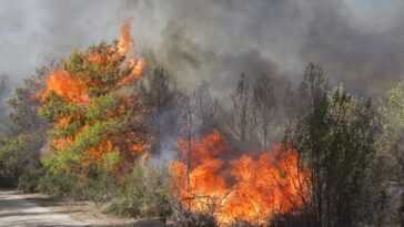 Cet été, les incendies ont dévoré 425 000 hectares de forêts dans l'UE : les pays les plus touchés 15 Cet été, Les Incendies Ont Dévoré 425 000 Hectares De
