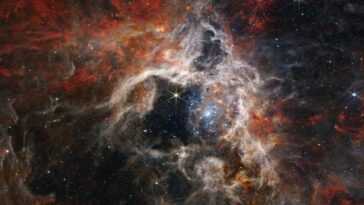 La mystérieuse "araignée cosmique" de la nébuleuse de la tarentule capturée par le télescope spatial James Webb 10 La Mystérieuse "araignée Cosmique" De La Nébuleuse De La Tarentule