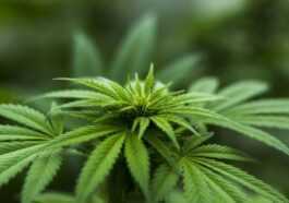 Parce que la légalisation du cannabis porte un coup à Big Farma 19 Parce Que La Légalisation Du Cannabis Porte Un Coup à