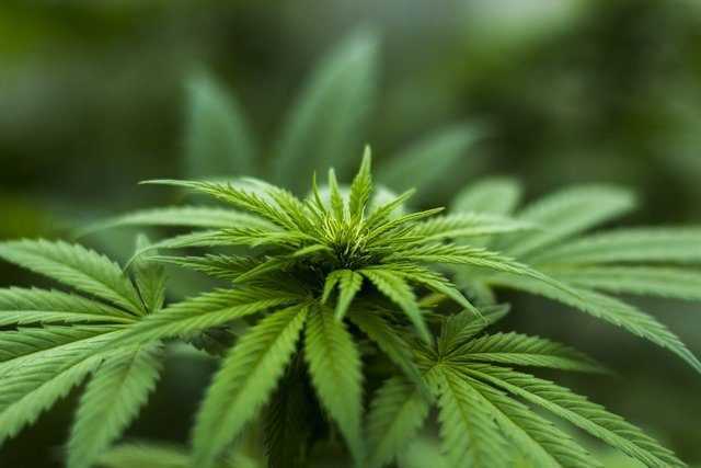 Parce que la légalisation du cannabis porte un coup à Big Farma 1 Parce Que La Légalisation Du Cannabis Porte Un Coup à