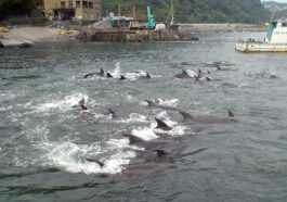 La Ville De Futo Ne Chassera Plus Les Dauphins, Décision