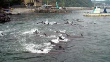 La ville de Futo ne chassera plus les dauphins, décision historique au Japon : licence rendue 24 La Ville De Futo Ne Chassera Plus Les Dauphins, Décision
