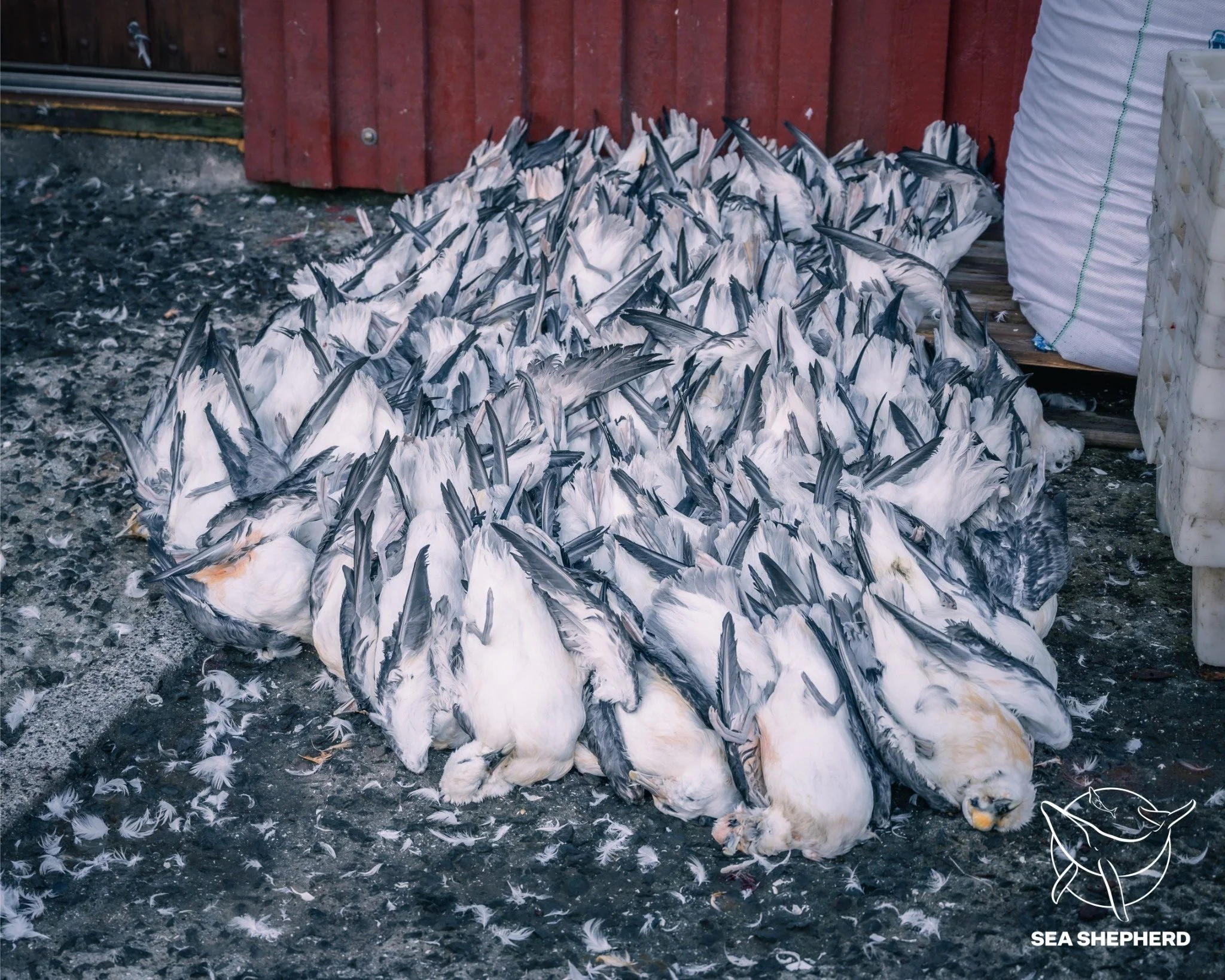 Crédit : Sea Shepherd