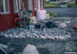 Des Milliers De Jeunes Oiseaux Capturés Et Tués Aux îles