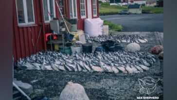 Des milliers de jeunes oiseaux capturés et tués aux îles Féroé : cou cassé aux premiers vols 22 Des Milliers De Jeunes Oiseaux Capturés Et Tués Aux îles