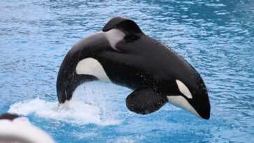 Adieu l'orque Kohana, morte dans un tank à l'âge de 20 ans : elle est enfin libre 8 Adieu L'orque Kohana, Morte Dans Un Tank à L'âge De