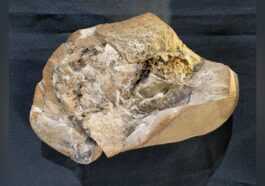 Le Plus Vieux Cœur Jamais Découvert Dans Un Fossile Vieux