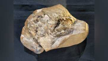 Le plus vieux cœur jamais découvert dans un fossile vieux de 380 millions d'années : il possède une oreillette et un ventricule 6 Le Plus Vieux Cœur Jamais Découvert Dans Un Fossile Vieux