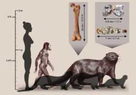 Fossile D'une Loutre Géante Trouvée En Ethiopie : Elle Avait