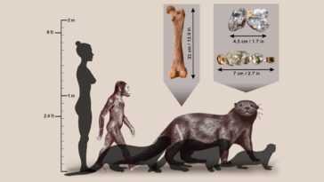 Fossile d'une loutre géante trouvée en Ethiopie : elle avait la taille d'un lion et pesait 200 kg 5 Fossile D'une Loutre Géante Trouvée En Ethiopie : Elle Avait
