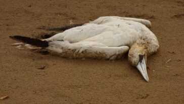 Oiseaux marins protégés exterminés de la grippe aviaire en France : « Épidémie sans précédent » 3 Oiseaux Marins Protégés Exterminés De La Grippe Aviaire En France