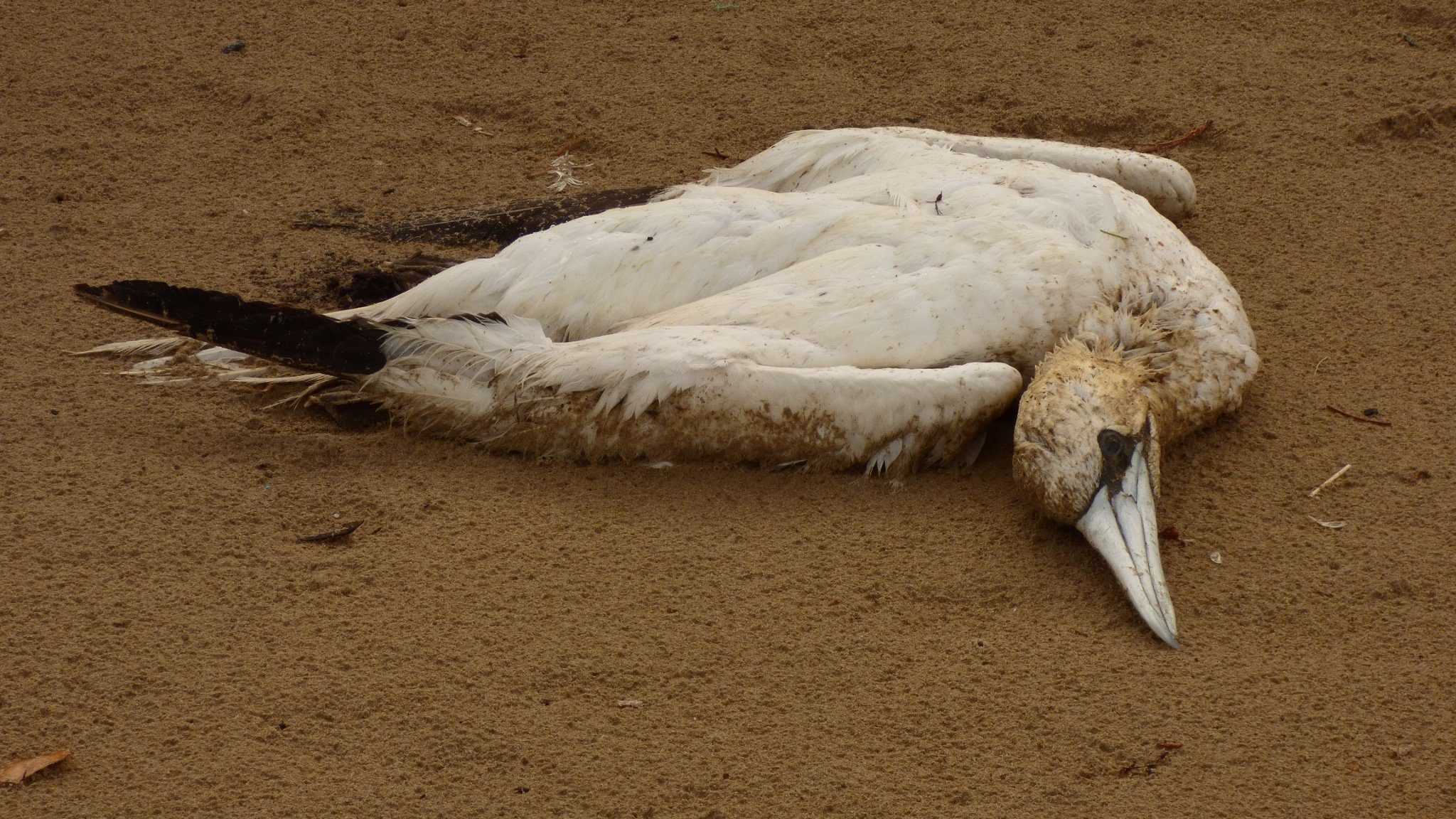 Oiseaux Marins Protégés Exterminés De La Grippe Aviaire En France