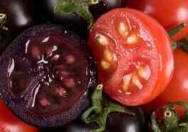 Tomates Génétiquement Modifiées, La Décision Américaine Marque Une étape Importante