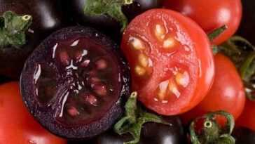 Tomates génétiquement modifiées, la décision américaine marque une étape importante pour les cultures GM 2 Tomates Génétiquement Modifiées, La Décision Américaine Marque Une étape Importante