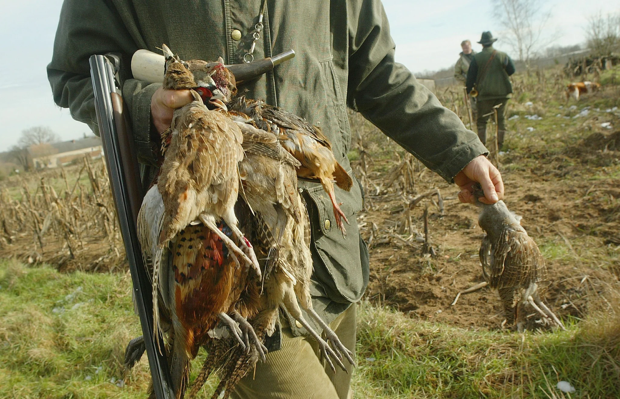 1663424466 242 Les lachers de faisans pour divertir les chasseurs devraient etre
