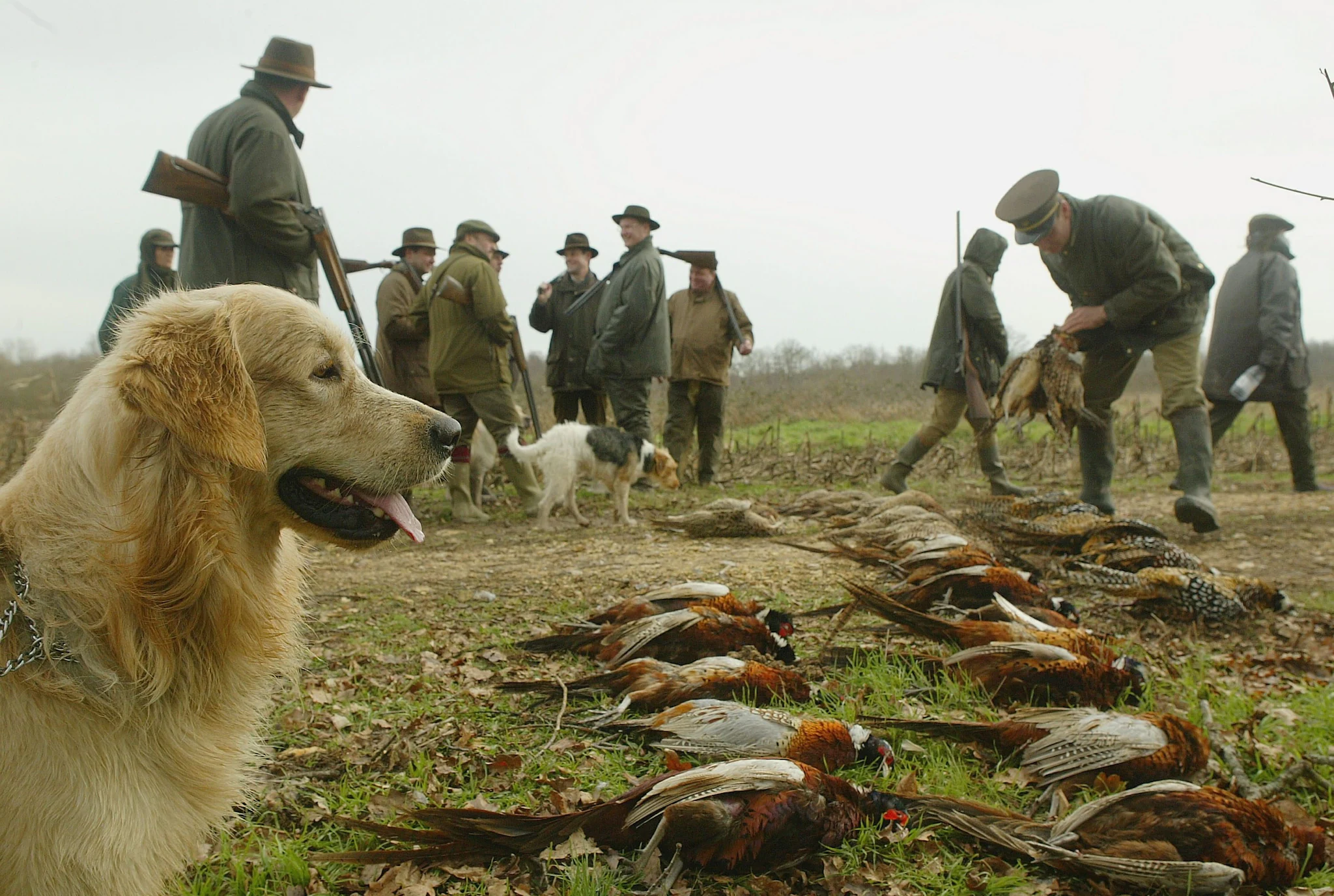 1663424466 97 Les lachers de faisans pour divertir les chasseurs devraient etre