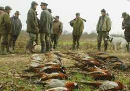 Les Lâchers De Faisans Pour Divertir Les Chasseurs Devraient être