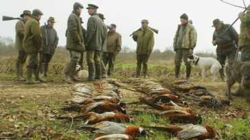 Les lâchers de faisans pour divertir les chasseurs devraient être interdits, selon une étude 1 Les Lâchers De Faisans Pour Divertir Les Chasseurs Devraient être