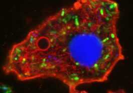 Créer Des Cellules Synthétiques Vivantes à Partir De Bactéries :