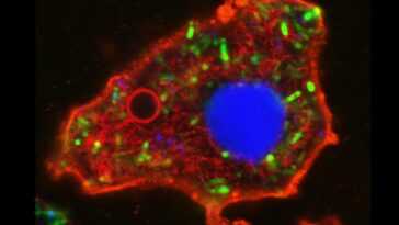 Créer des cellules synthétiques vivantes à partir de bactéries : elles produisent de l'énergie, de l'ARN et des protéines 27 Créer Des Cellules Synthétiques Vivantes à Partir De Bactéries :