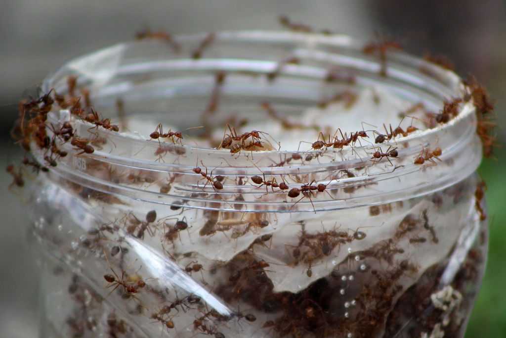 Combien de fourmis vivent sur Terre: le nombre total calculé par les scientifiques 84 Combien De Fourmis Vivent Sur Terre: Le Nombre Total Calculé