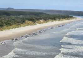 Plus de 200 baleines échouées en Tasmanie, la moitié serait encore en vie 36 Plus De 200 Baleines échouées En Tasmanie, La Moitié Serait