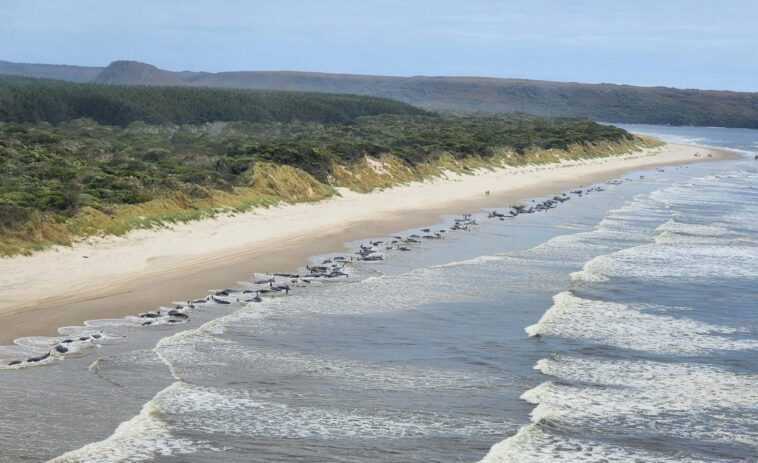 Plus de 200 baleines échouées en Tasmanie, la moitié serait encore en vie 1 Plus De 200 Baleines échouées En Tasmanie, La Moitié Serait