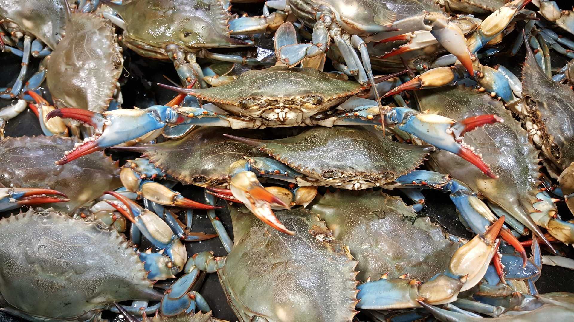 Côtes italiennes envahies par le crabe bleu exotique, une menace pour les écosystèmes : comment le reconnaître 56 Côtes Italiennes Envahies Par Le Crabe Bleu Exotique, Une Menace