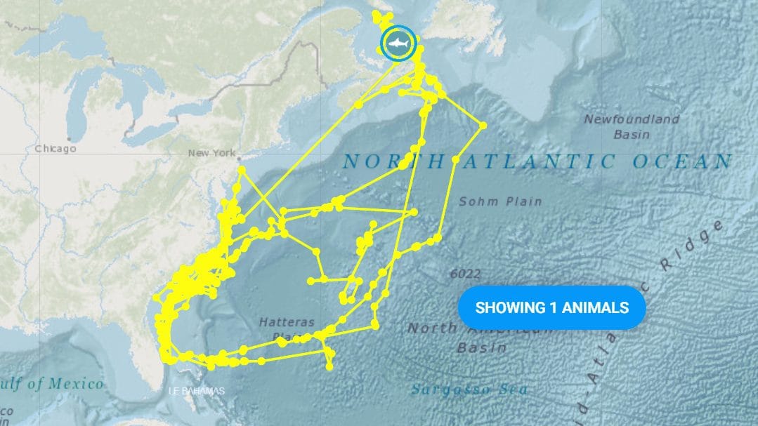 Joker requin blanc dessine un autoportrait dans l'océan avec son marqueur GPS 3 Crédit : OCEARCH