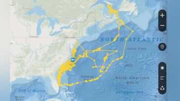 Joker requin blanc dessine un autoportrait dans l'océan avec son marqueur GPS 8 Joker Requin Blanc Dessine Un Autoportrait Dans L'océan Avec Son