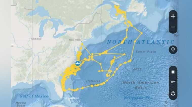 Joker requin blanc dessine un autoportrait dans l'océan avec son marqueur GPS 1 Joker Requin Blanc Dessine Un Autoportrait Dans L'océan Avec Son