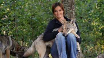 Les loups aiment autant les humains que les chiens 3 Les Loups Aiment Autant Les Humains Que Les Chiens
