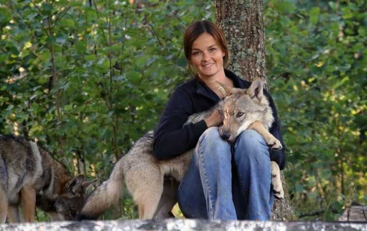 Les loups aiment autant les humains que les chiens 1 Les Loups Aiment Autant Les Humains Que Les Chiens