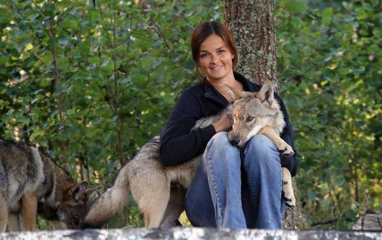 Les Loups Aiment Autant Les Humains Que Les Chiens