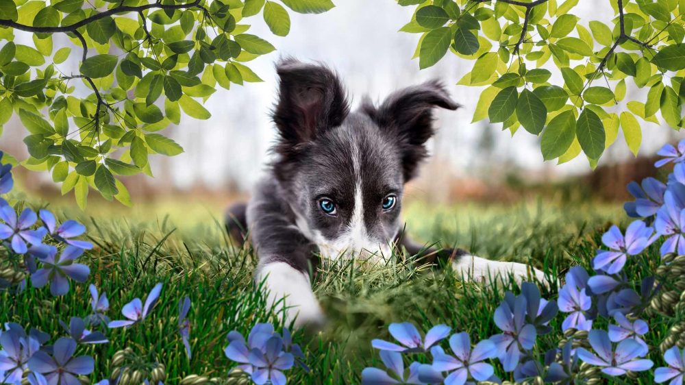 Adobe unveils Photoshop and Premiere Elements 2023 with Apple Silicon upgrades, AI features, more 1664458036 690 Adobe devoile Photoshop et Premiere Elements 2023 avec des mises