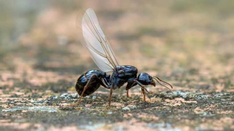 Parce que la province de Nice a été "envahie" par des fourmis volantes 1 Parce Que La Province De Nice A été "envahie" Par