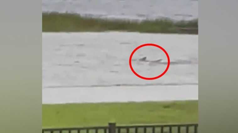 Un mystérieux poisson nage dans les rues de Floride inondées par l'ouragan : « C'est un requin ». Vidéo 1 Un Mystérieux Poisson Nage Dans Les Rues De Floride Inondées