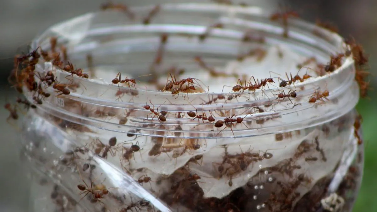 Combien de fourmis vivent sur Terre: le nombre total calculé par les scientifiques 2 Combien de fourmis vivent sur Terre le nombre total calcule