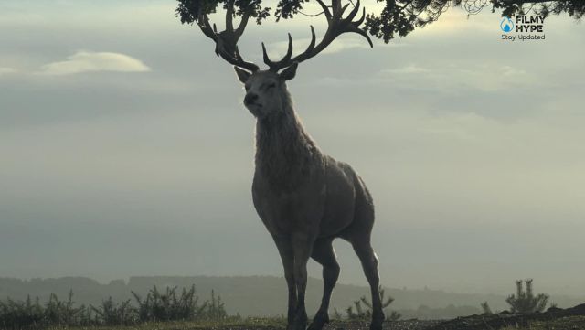 House of the Dragon : qu'indique le cerf blanc que Rhaenyra a vu dans la forêt ? 2 Cerf blanc