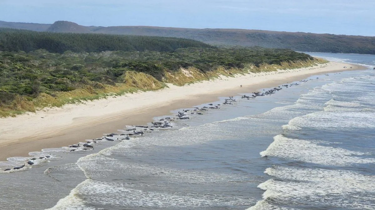 Plus de 200 baleines échouées en Tasmanie, la moitié serait encore en vie 2 Vue aérienne de l'échouage des baleines à l'entrée du port de Macquarie / NRE Tas