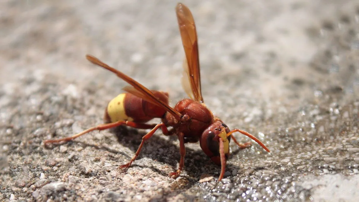 Qu'est-ce que la Vespa orientalis et comment la reconnaître, le frelon injustement défini comme extraterrestre et envahissant 2 Guêpe orientale. 1 crédit