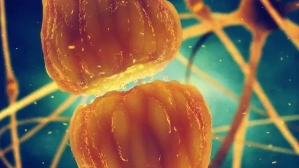 Un message secret entre la graisse et le cerveau contrôle notre tissu adipeux 2 Un message secret entre la graisse et le cerveau controle