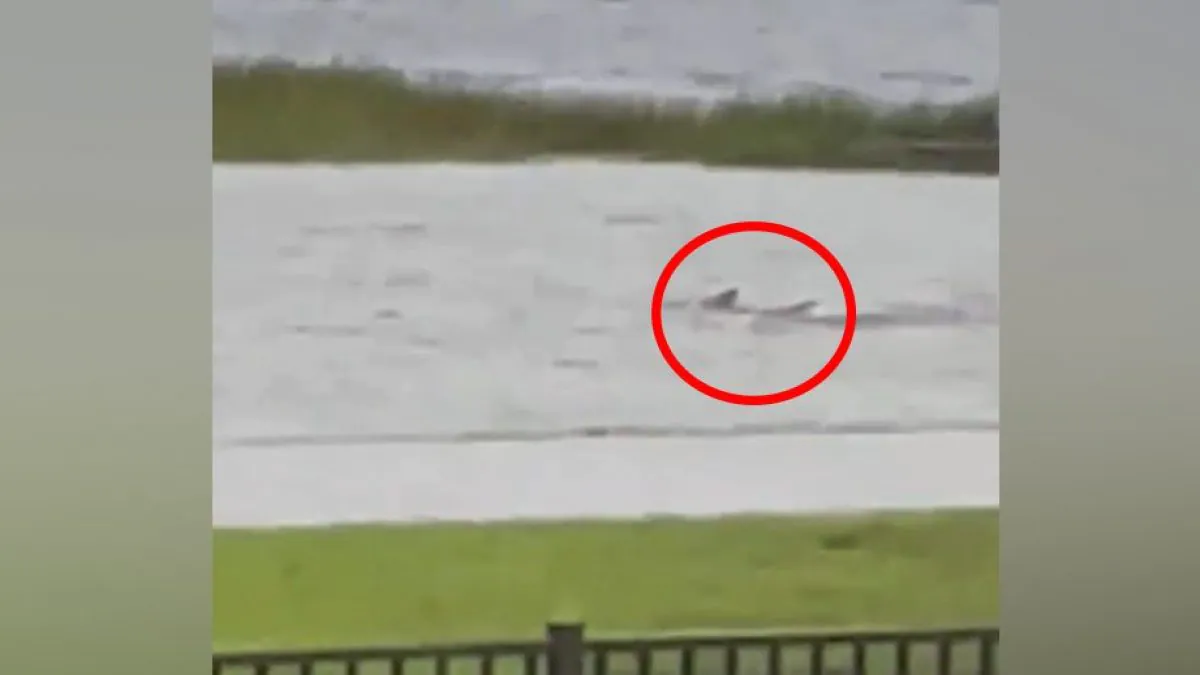 Un mystérieux poisson nage dans les rues de Floride inondées par l'ouragan : « C'est un requin ». Vidéo 2 Des poissons repérés dans les rues de Floride. Crédit : Twitter / Dominic Cameratta