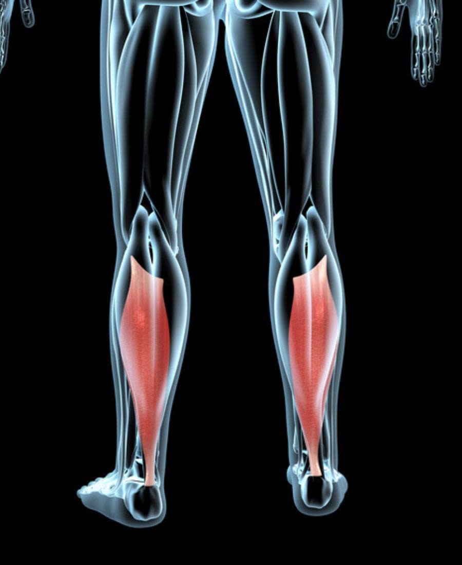 Ce petit mouvement à votre bureau booste votre métabolisme et brûle les graisses 3 Illustration 3D des muscles des membres inférieurs, soléaire en rouge / Université de Houston